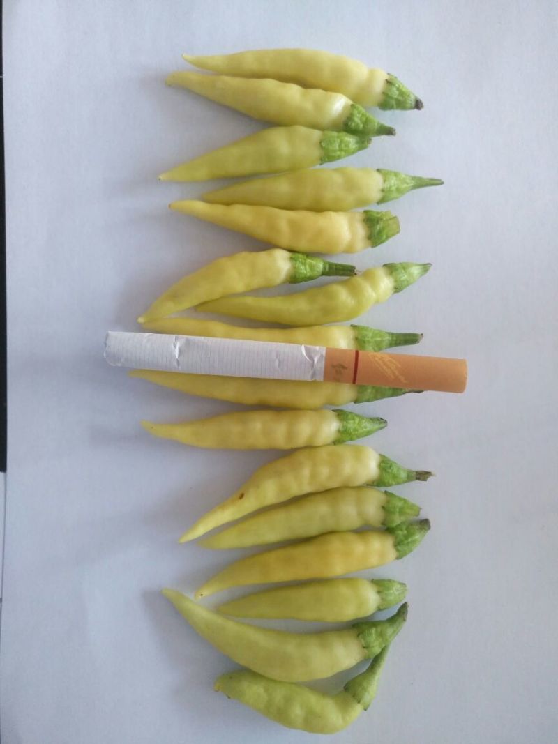鲜辣椒泡椒，剁椒。