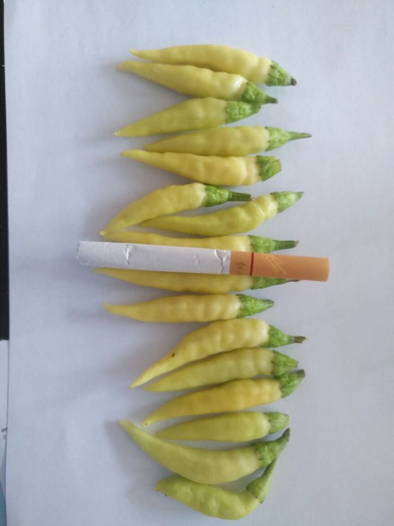 鲜辣椒泡椒，剁椒。