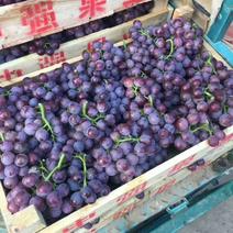 巨峰葡萄，颗粒大，串型好质量保证欢迎采购
