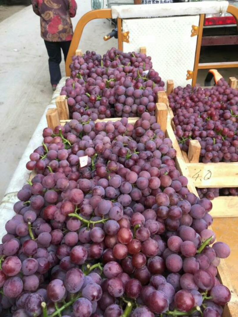 巨峰葡萄，颗粒大，串型好质量保证欢迎采购