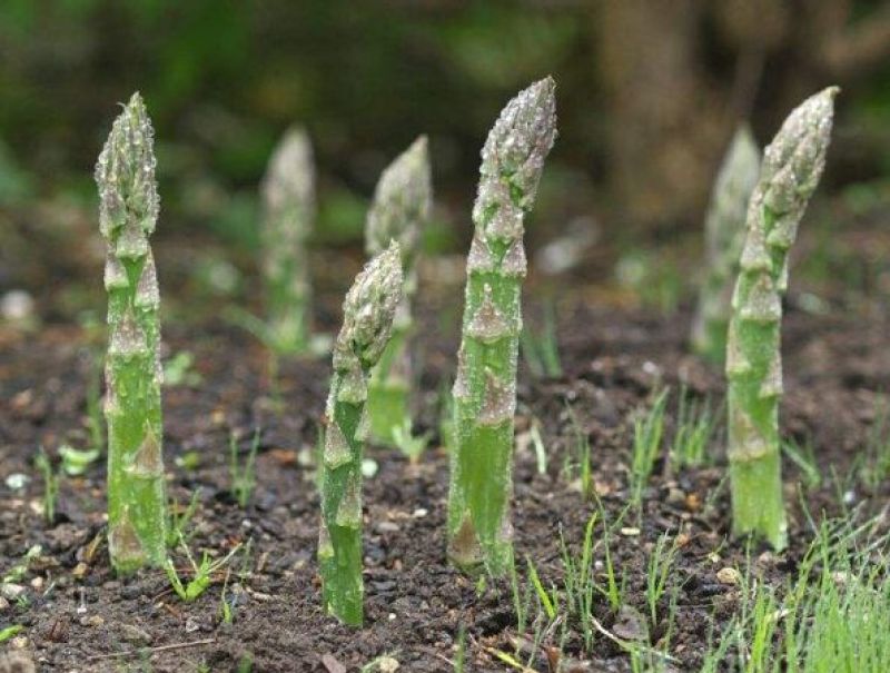 稀土硼钾锌肥成熟早、色泽艳、味香甜、药残低、