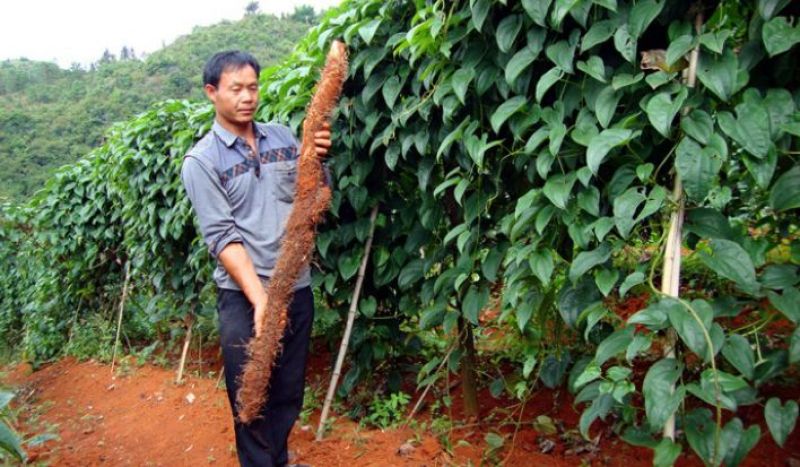 稀土硼钾锌肥成熟早、色泽艳、味香甜、药残低、