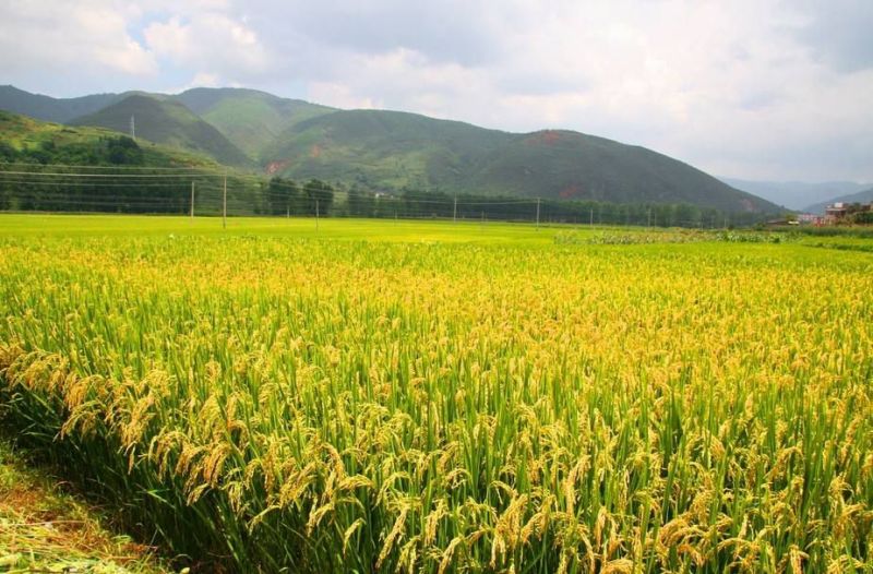 稀土硼钾锌肥成熟早、色泽艳、味香甜、药残低、