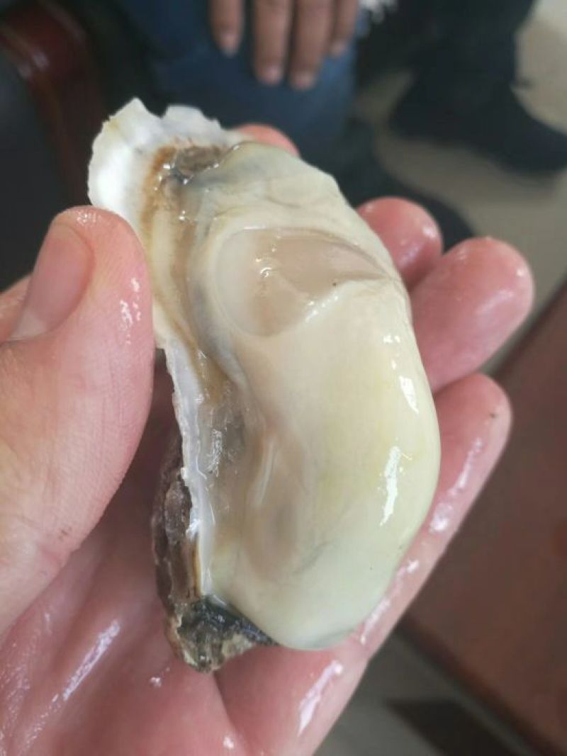 牡蛎