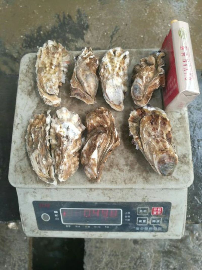 牡蛎