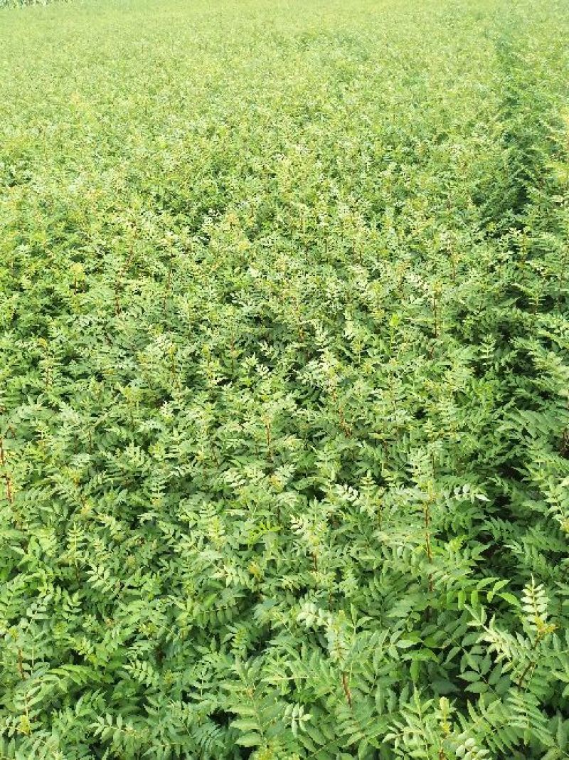 花椒苗大红袍花椒苗基地批发无刺花椒苗