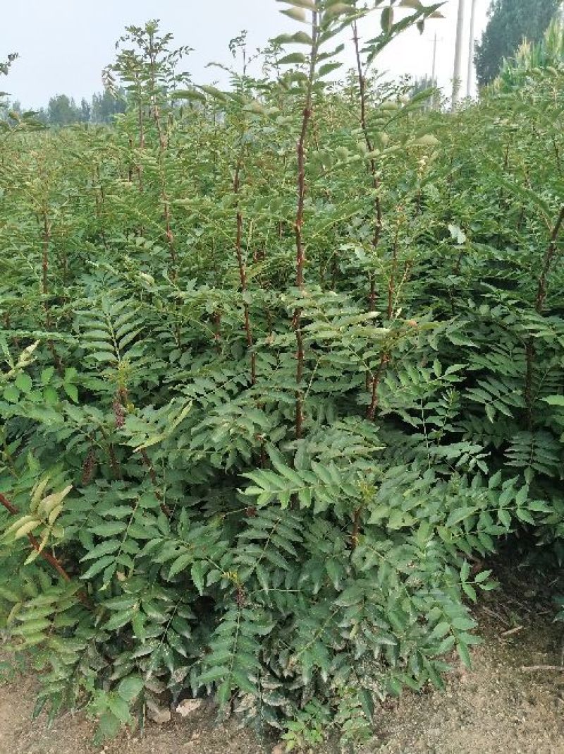 花椒苗大红袍花椒苗基地批发无刺花椒苗