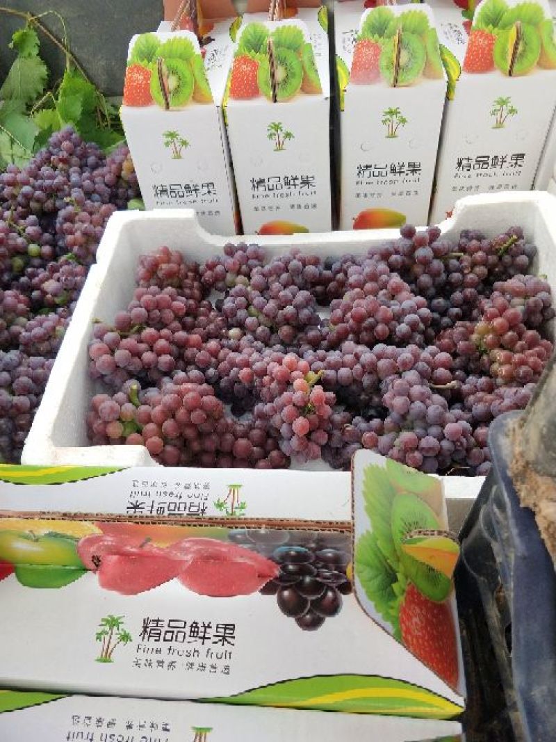 葡萄，赠人玫瑰，唇齿留香！！