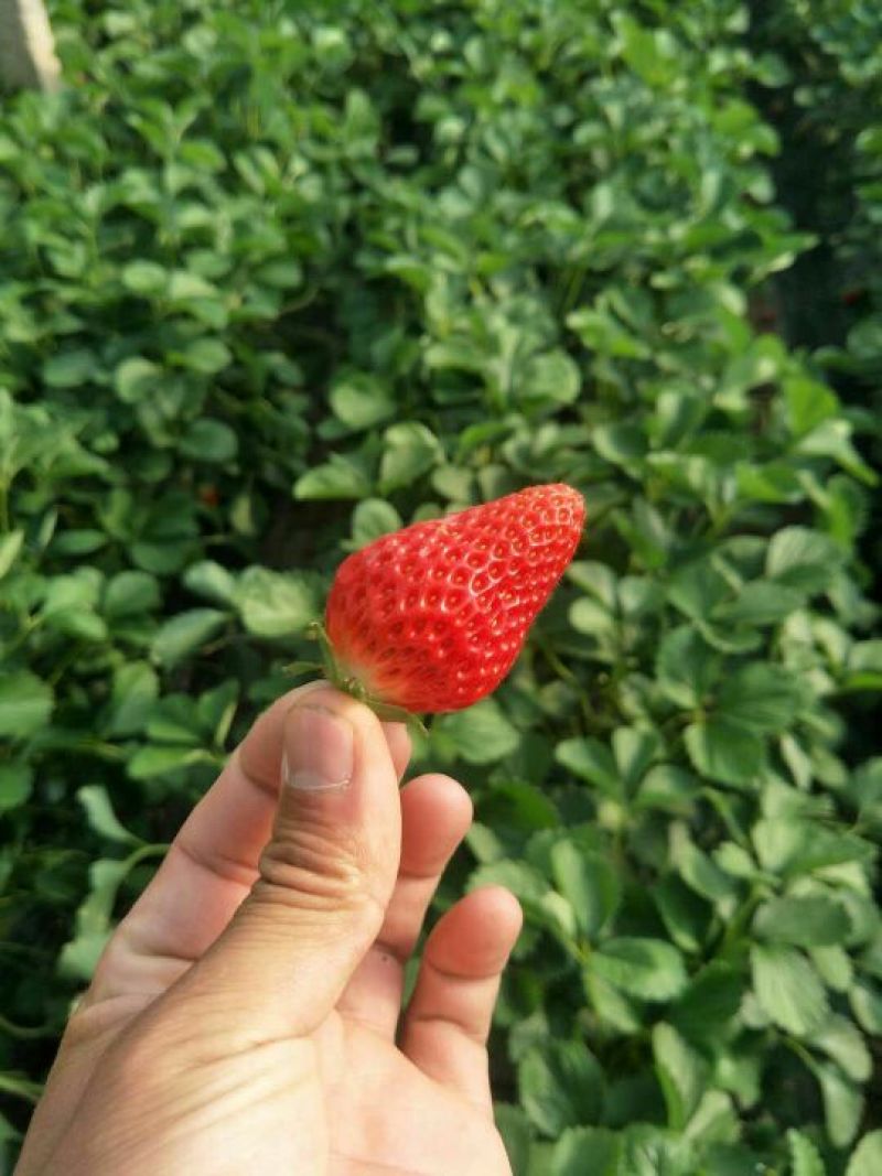 甜宝草莓苗10~20cm