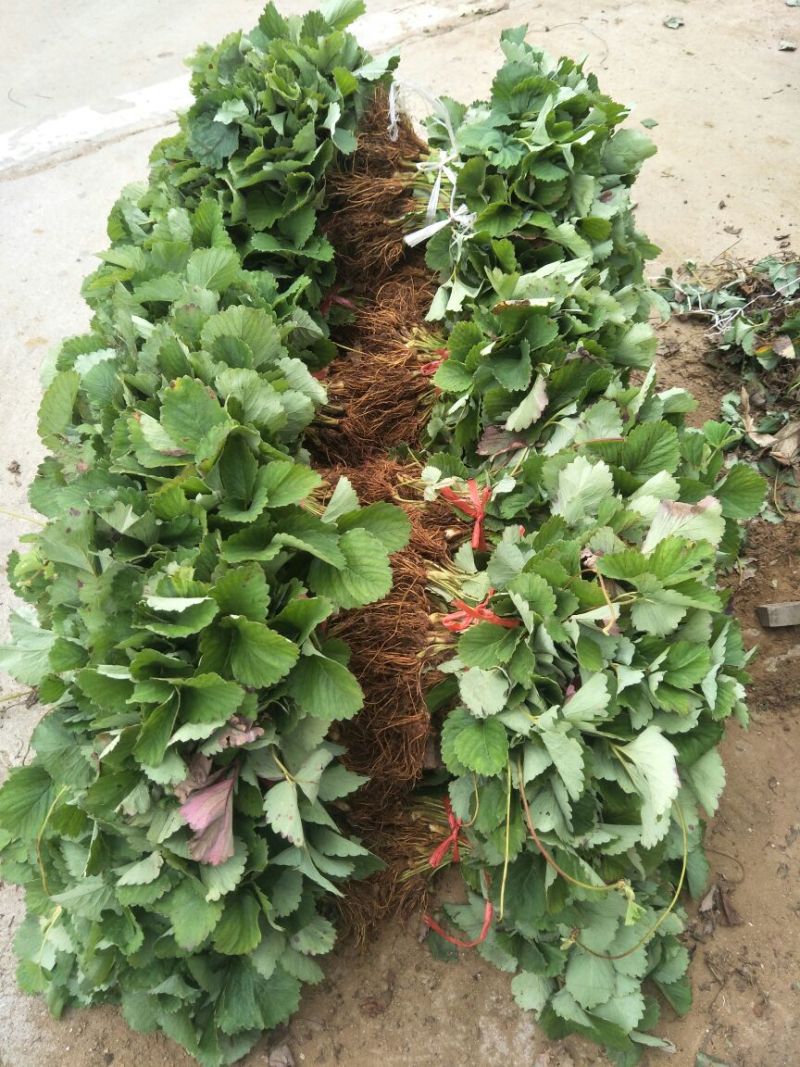法兰蒂草莓苗提供种植技术