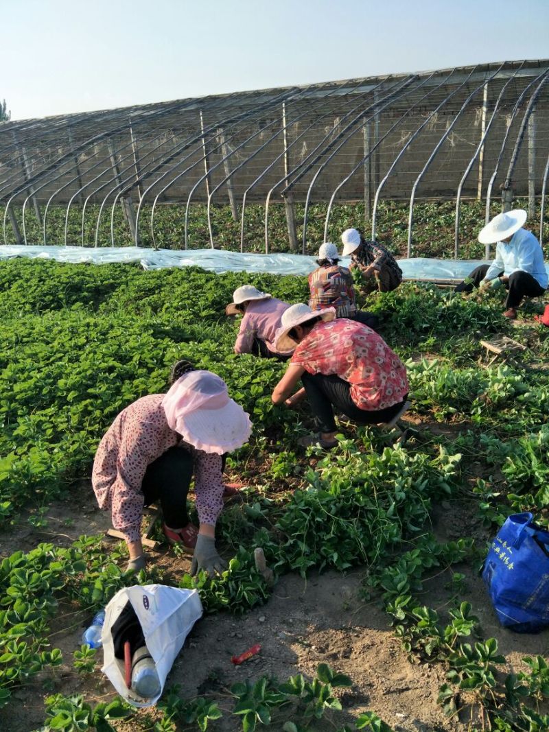 法兰蒂草莓苗提供种植技术