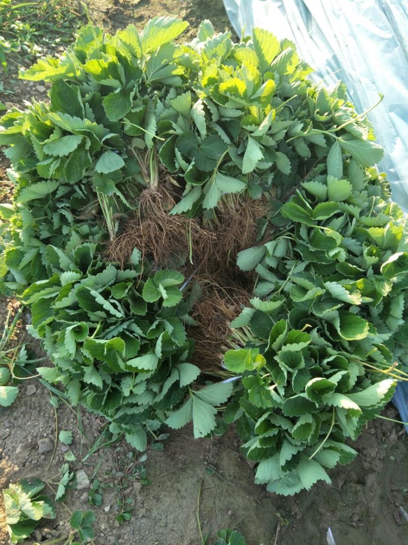 法兰蒂草莓苗提供种植技术