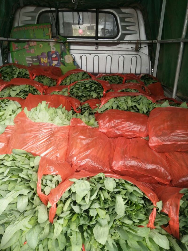 博白甜麦菜苗