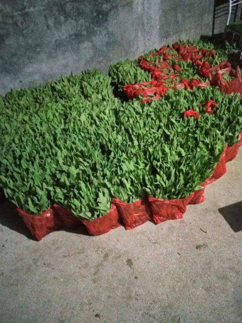 博白甜麦菜苗