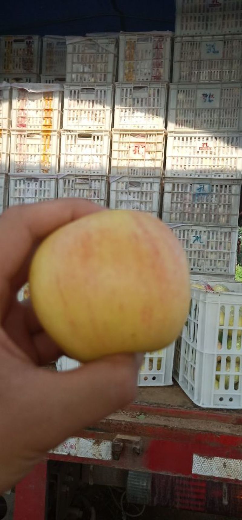 苹果:嘎啦苹果【供应团购平台：冠唐果品合作社】