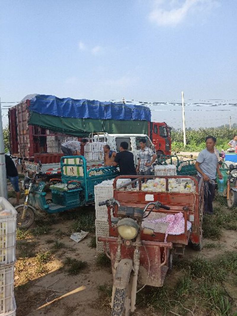 苹果:嘎啦苹果【供应团购平台：冠唐果品合作社】