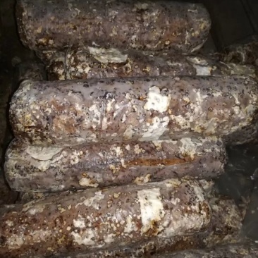 香菇菌棒，出口级