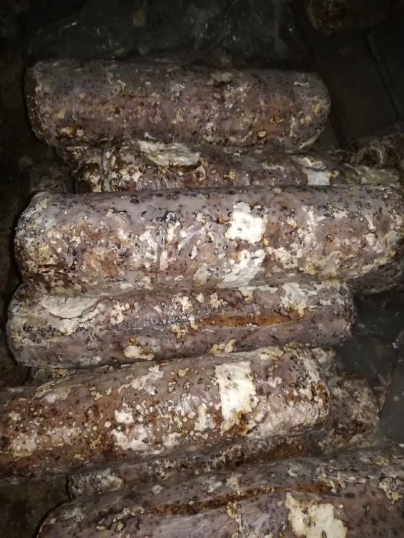 香菇菌棒，出口级