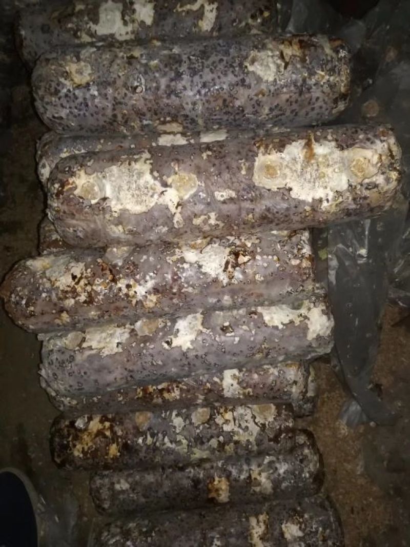 香菇菌棒，出口级