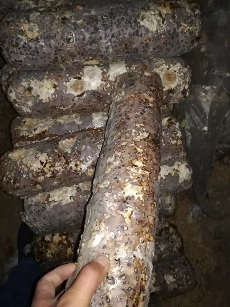 香菇菌棒，出口级