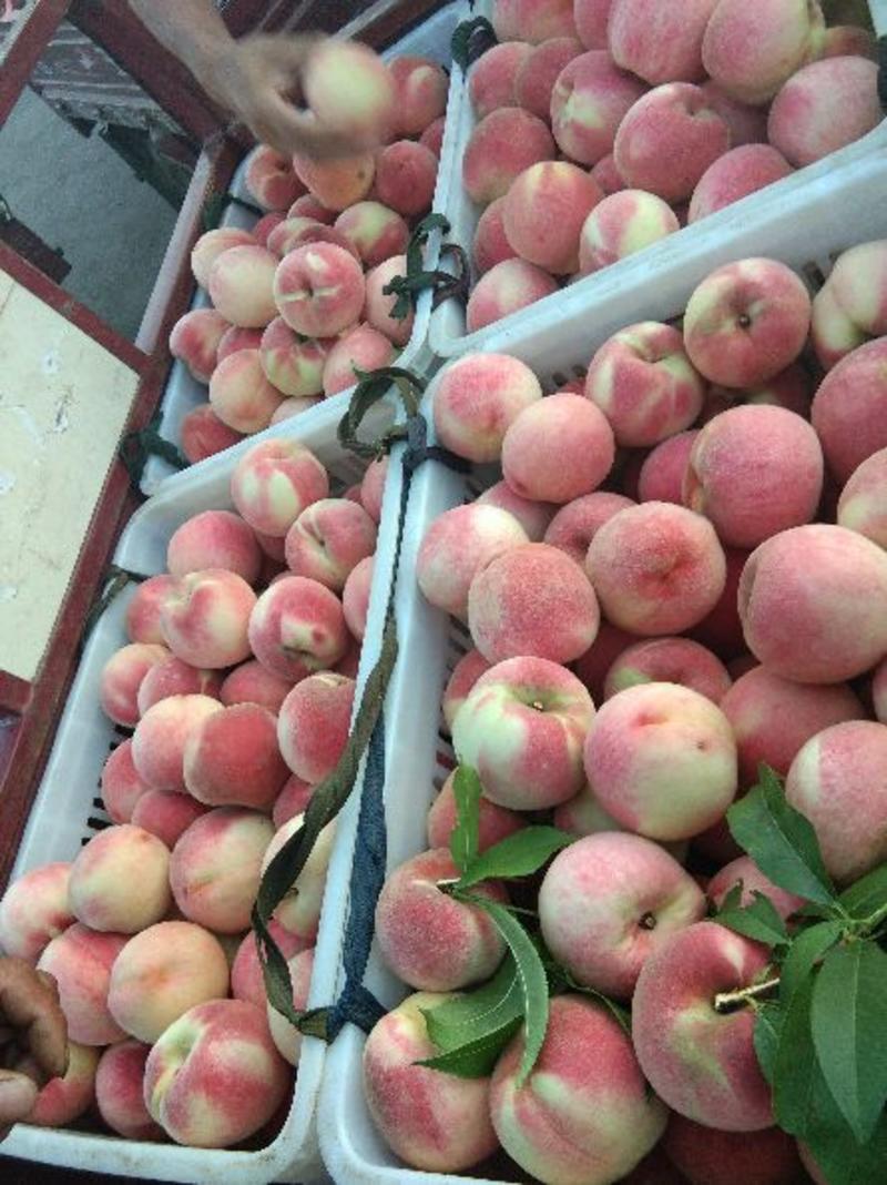 红盘桃，八月脆毛桃，大量上市