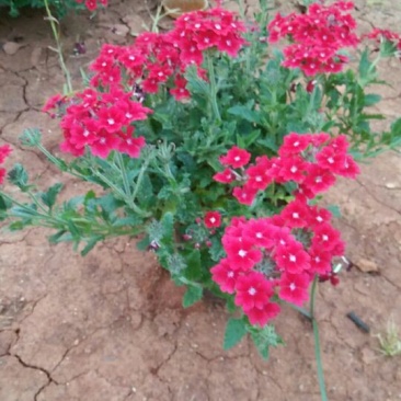 美女樱云南昆明苗木基地批发价格