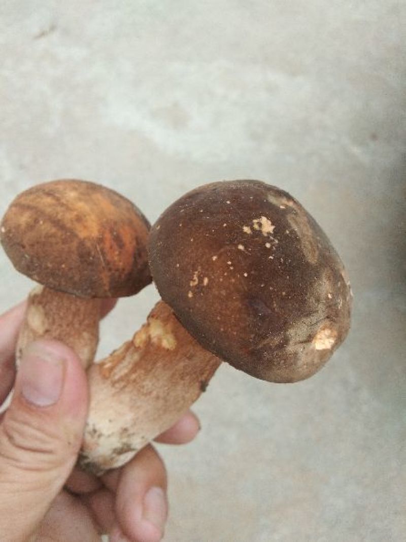 牛肝菌，牛肝菌干片，牛肝菌盐渍，大量产地直供，价格便宜