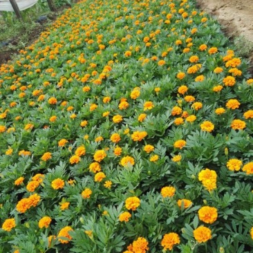 孔雀草