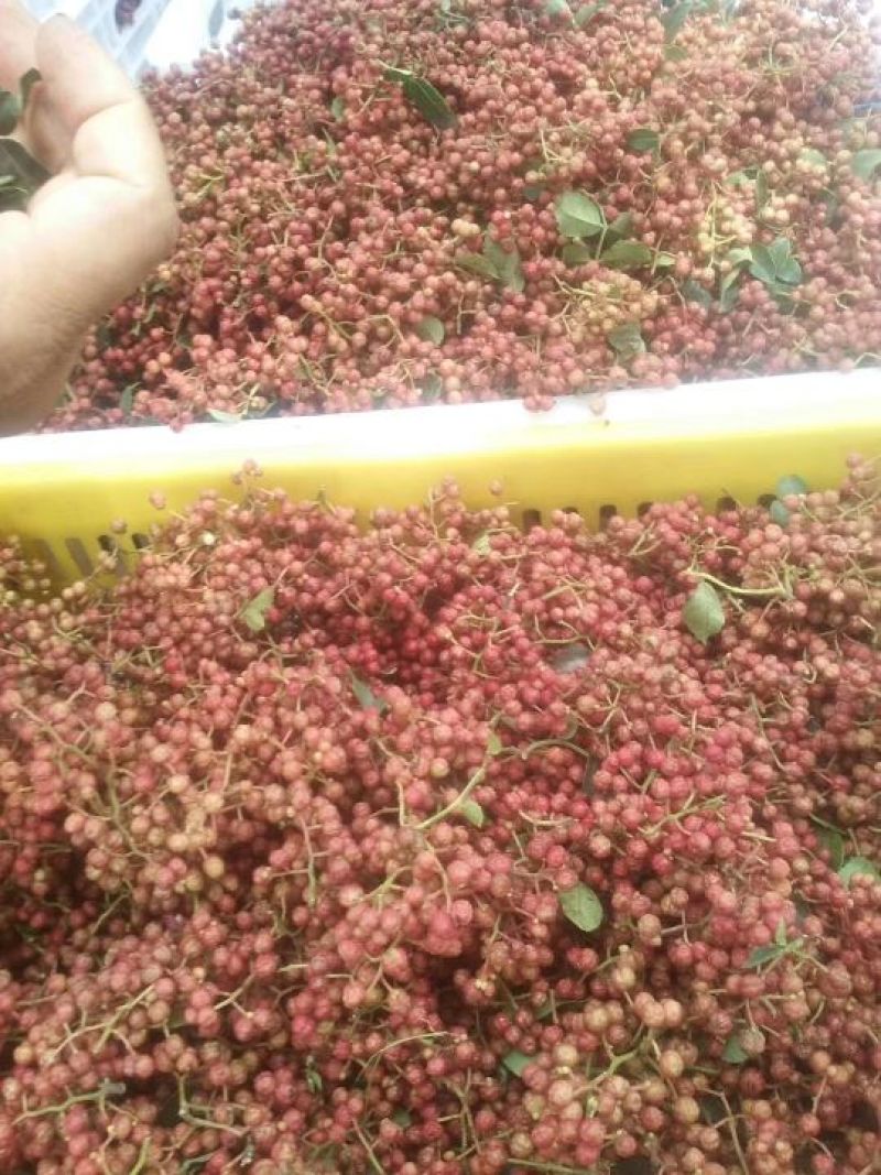 陕西花椒，大量上市
