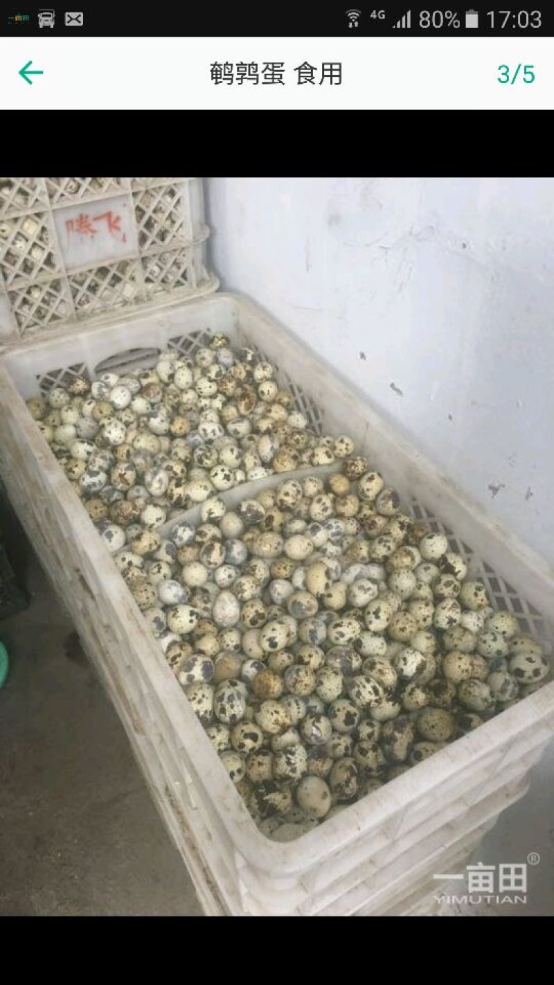 我这里有大量鹌鹑蛋