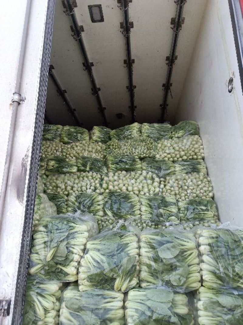 精品上海青基地直供小油菜全国发货小青菜一条龙服务