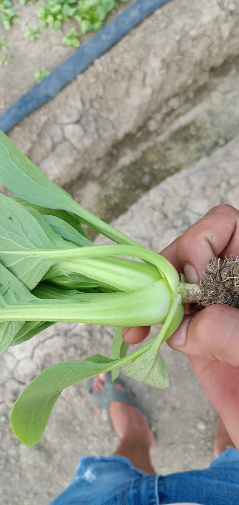 精品上海青基地直供小油菜全国发货小青菜一条龙服务