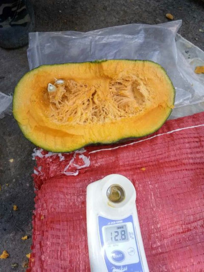 大量供应出口品质南瓜，质优价廉