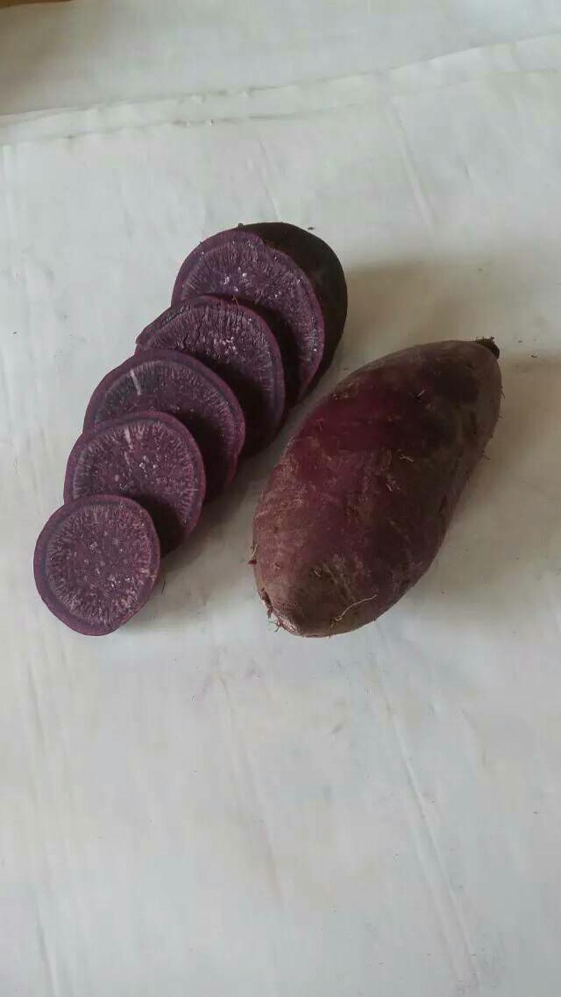 紫薯山东吴氏薯业大量供应各种红薯