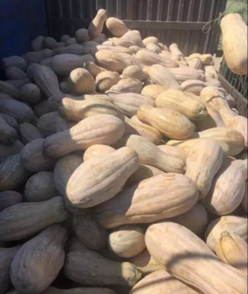南瓜精品南瓜金韩蜜本