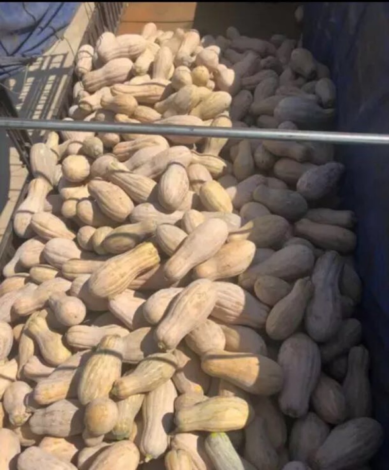 南瓜精品南瓜金韩蜜本