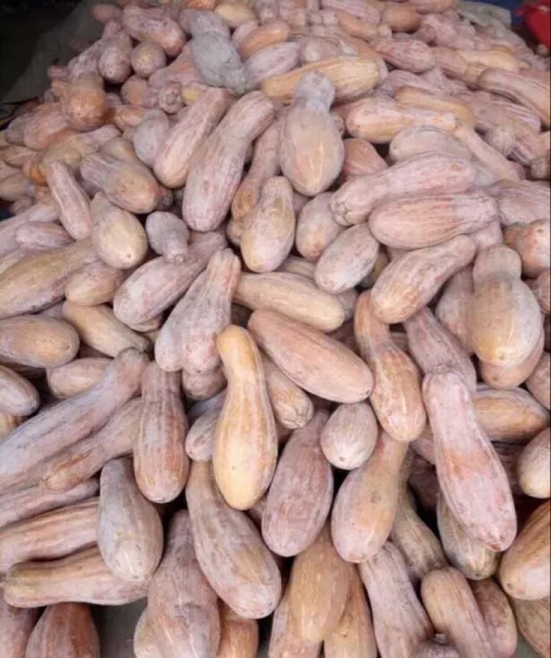 南瓜精品南瓜金韩蜜本