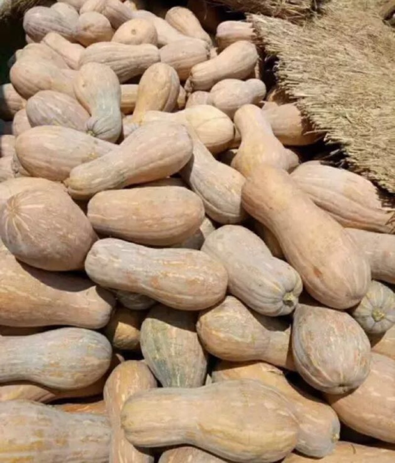 南瓜精品南瓜金韩蜜本
