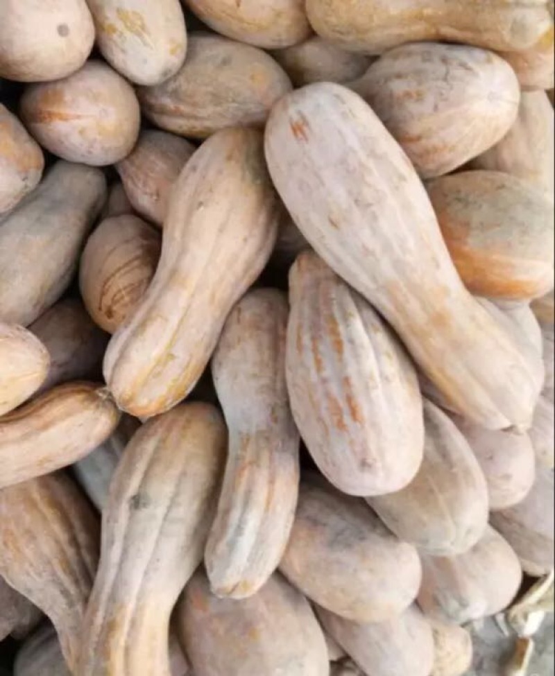 南瓜精品南瓜金韩蜜本