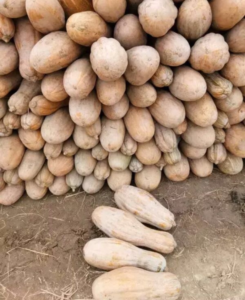 南瓜精品南瓜金韩蜜本