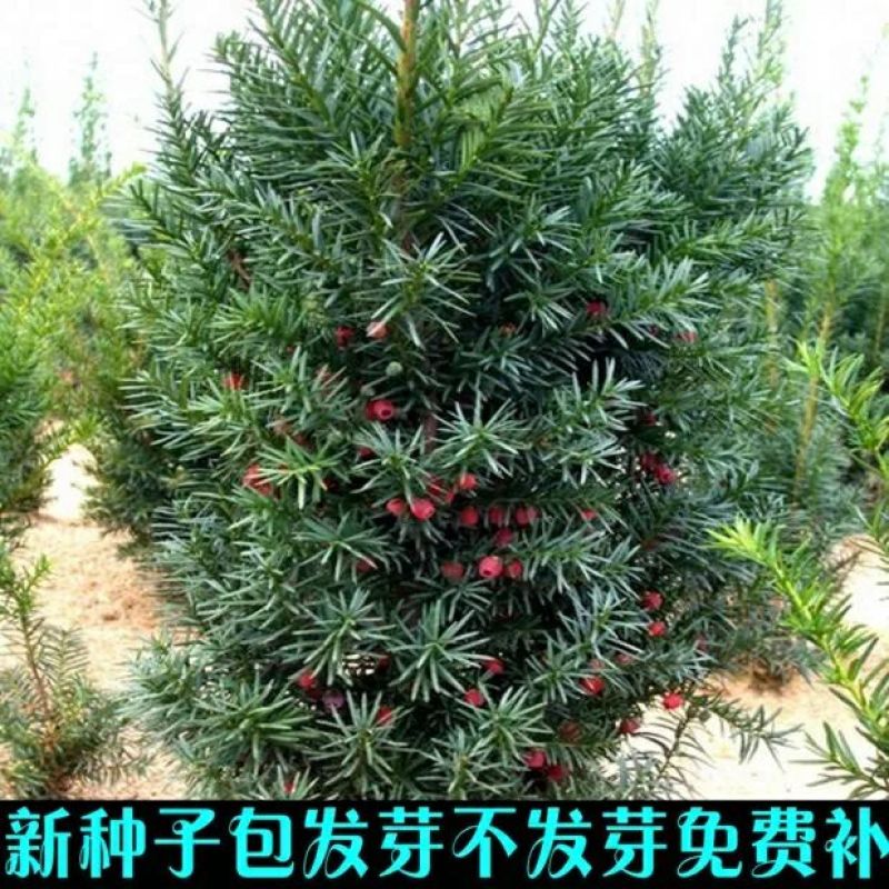 沙藏红豆杉种子曼地亚红豆杉种子东北南方北方红豆杉树种