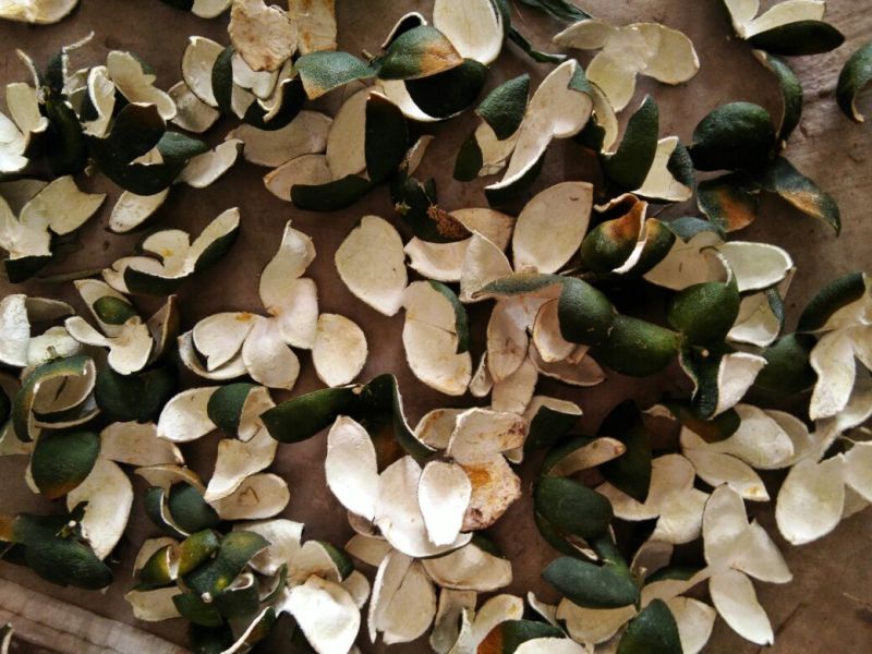 四花青皮