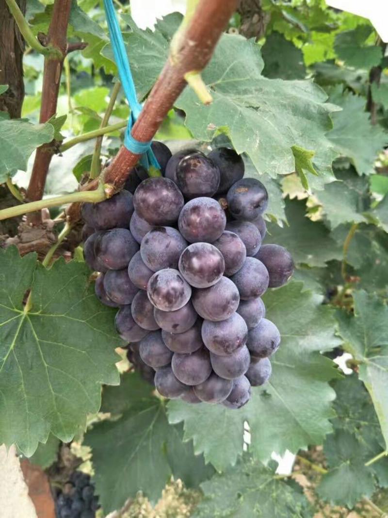 京亚葡萄5%以下1~2斤