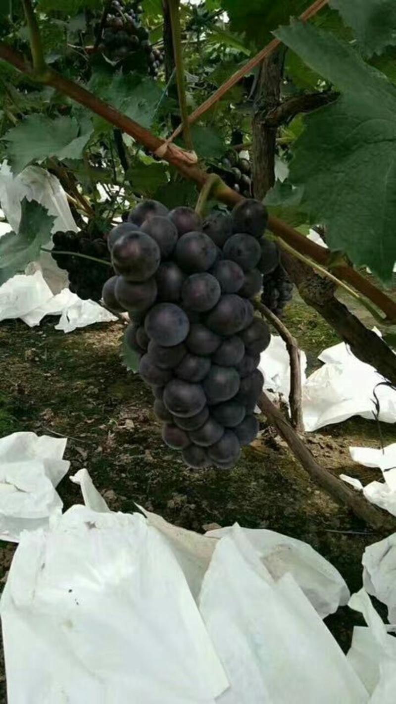 京亚葡萄5%以下1~2斤