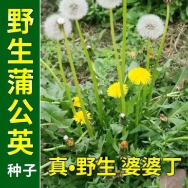 野生蒲公英种子婆婆丁中药材种子新种子蒲公英籽包邮
