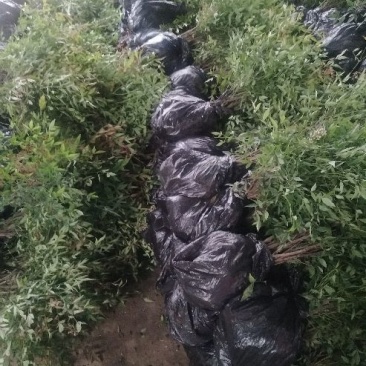 南天竹色块与南天竹毛球