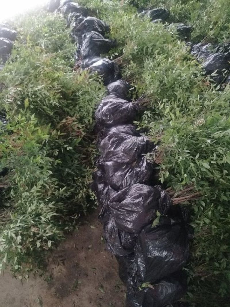 南天竹色块与南天竹毛球