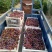 巨峰
