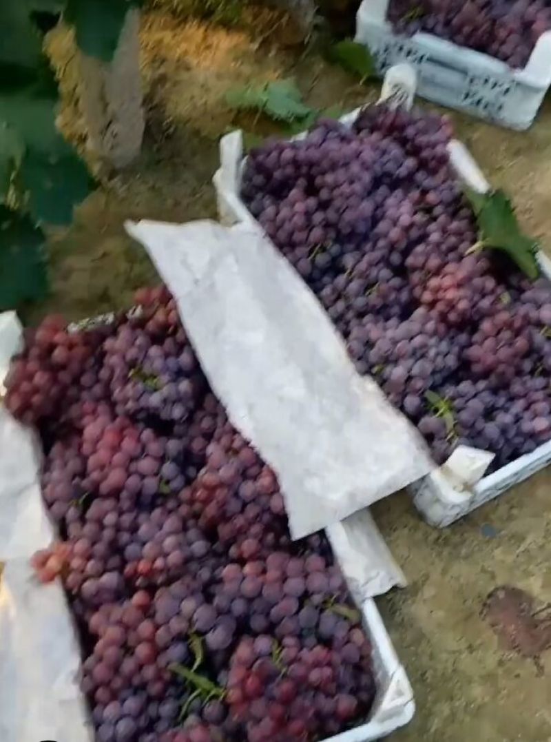 精品巨峰葡萄大量上市欢迎前来采购