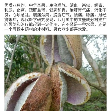 大量出售八月瓜苗